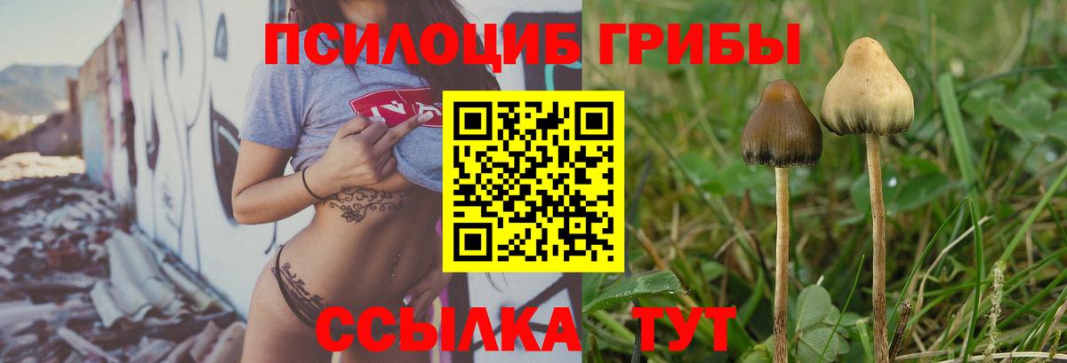 Грозный  Псилоцибиновые грибы Psilocybine cubensis  Вход с VPN 
